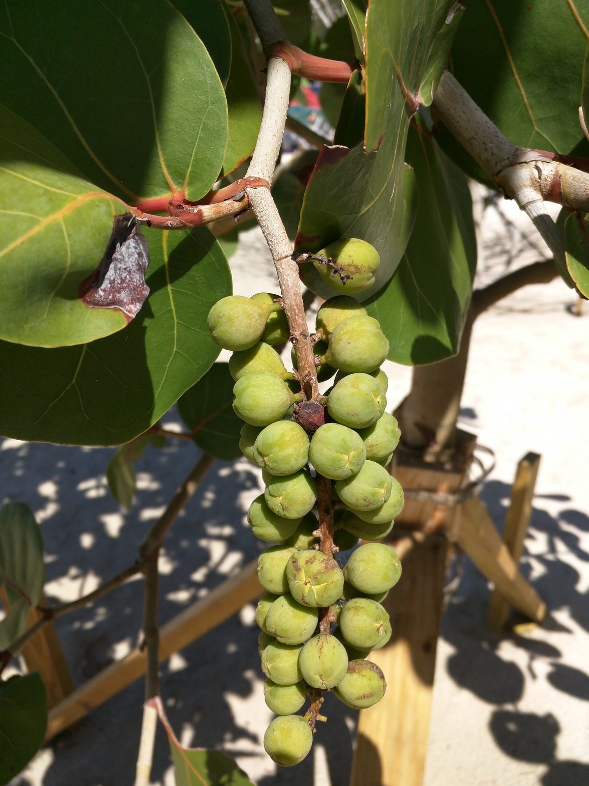 Sea grapes on the beach at Magens Bay