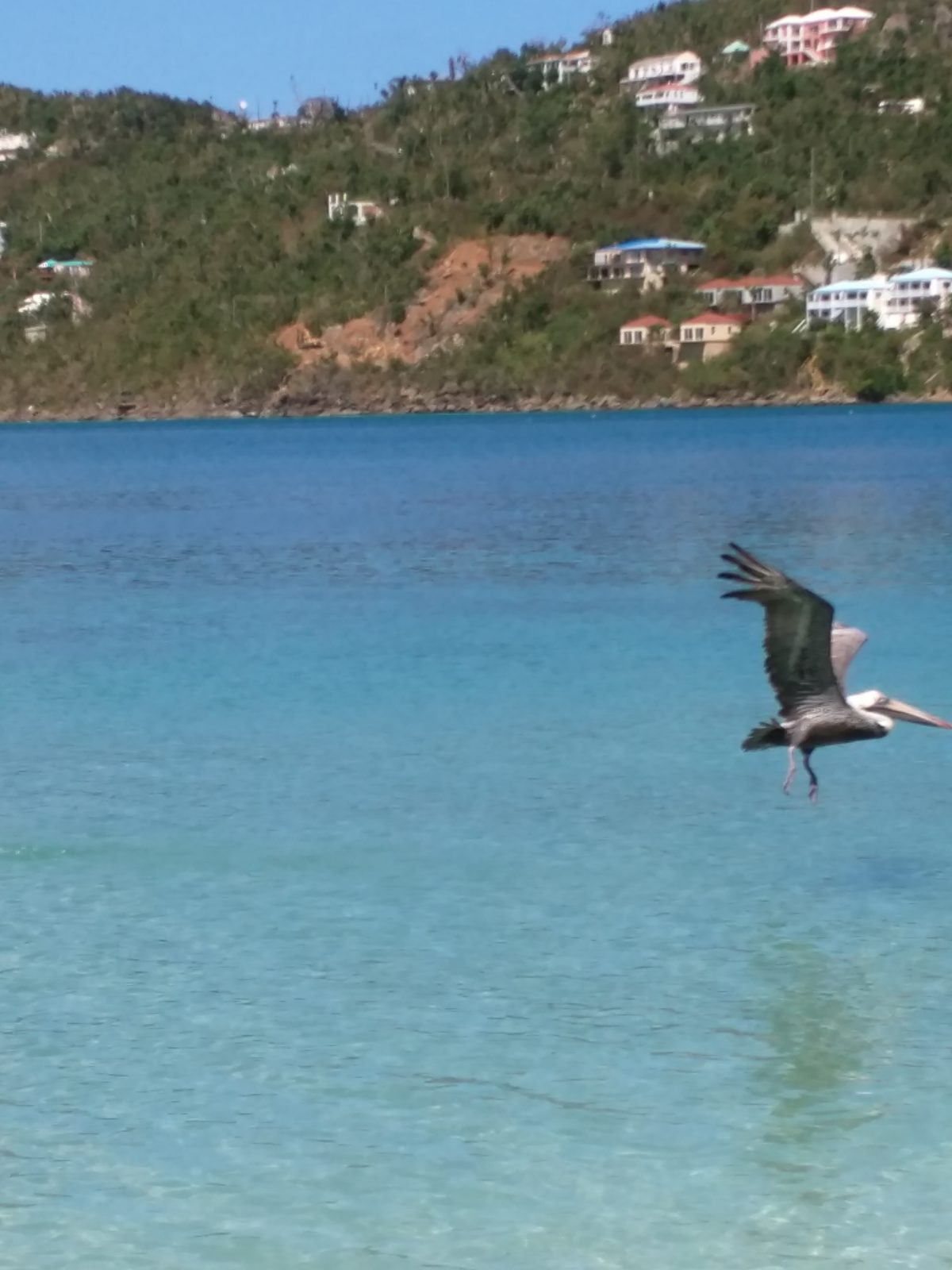 A pelican over the water at Magens Bay