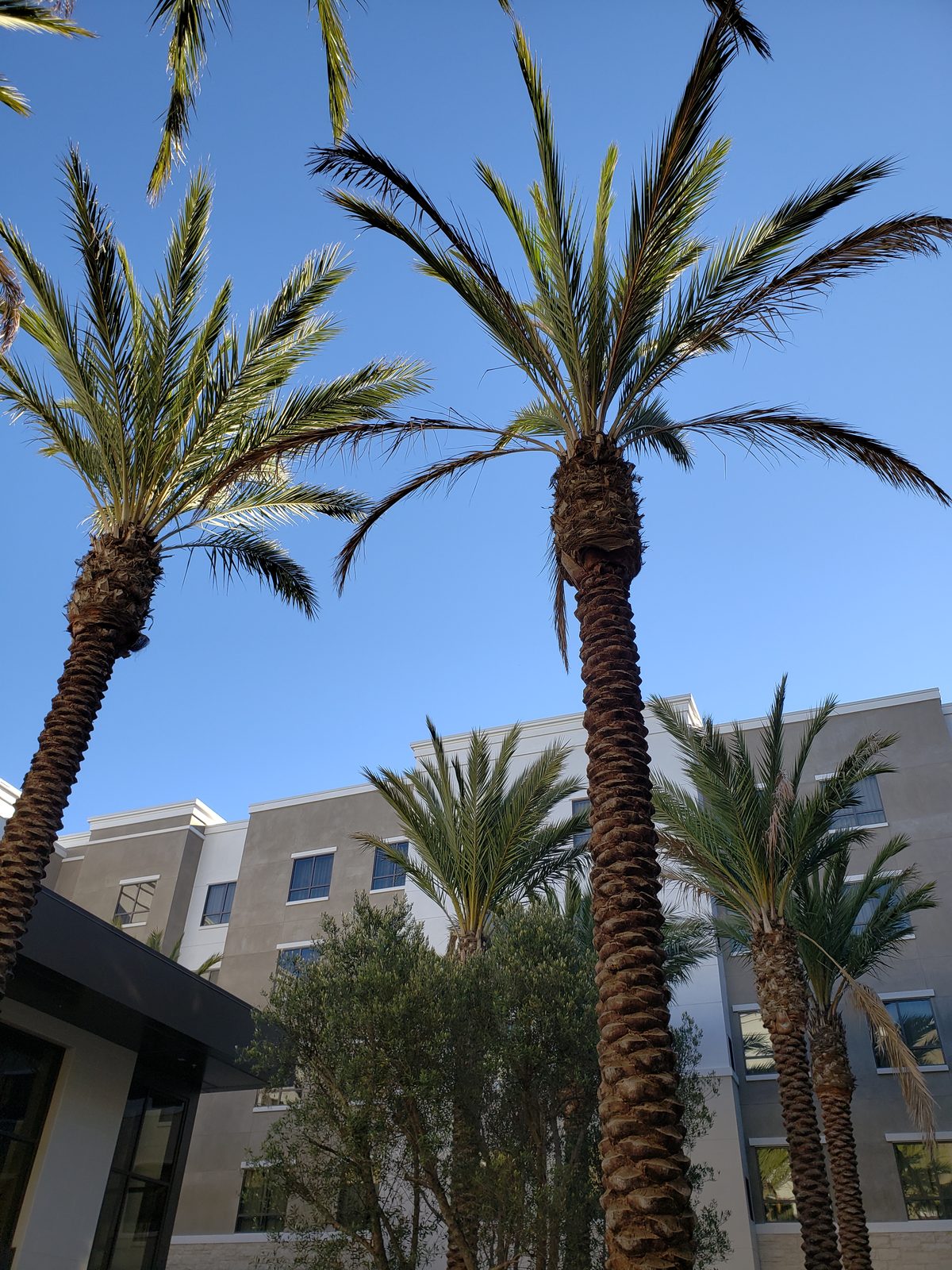 Palm trees outside our San Diego hotel