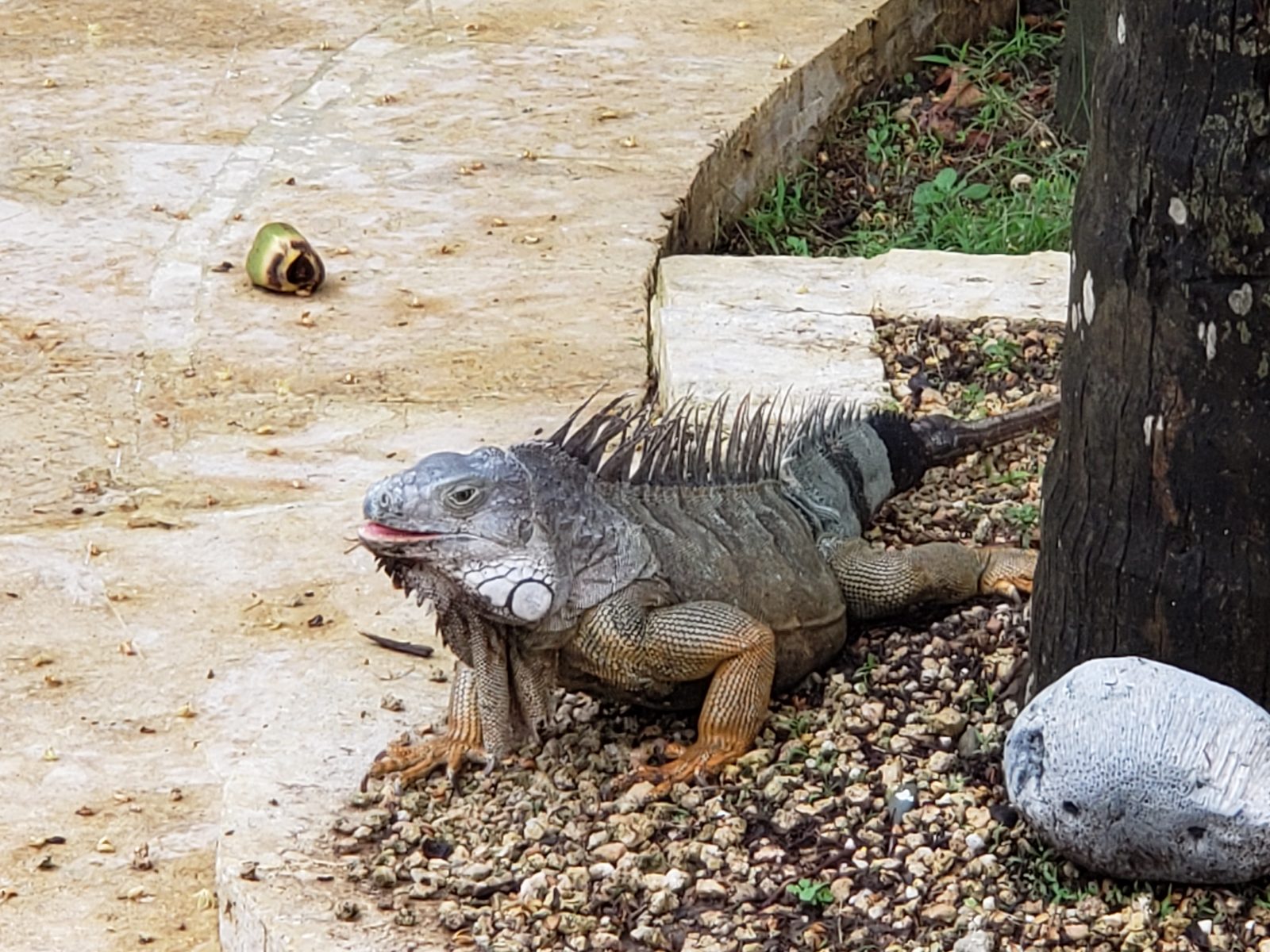 An iguana beside the pool