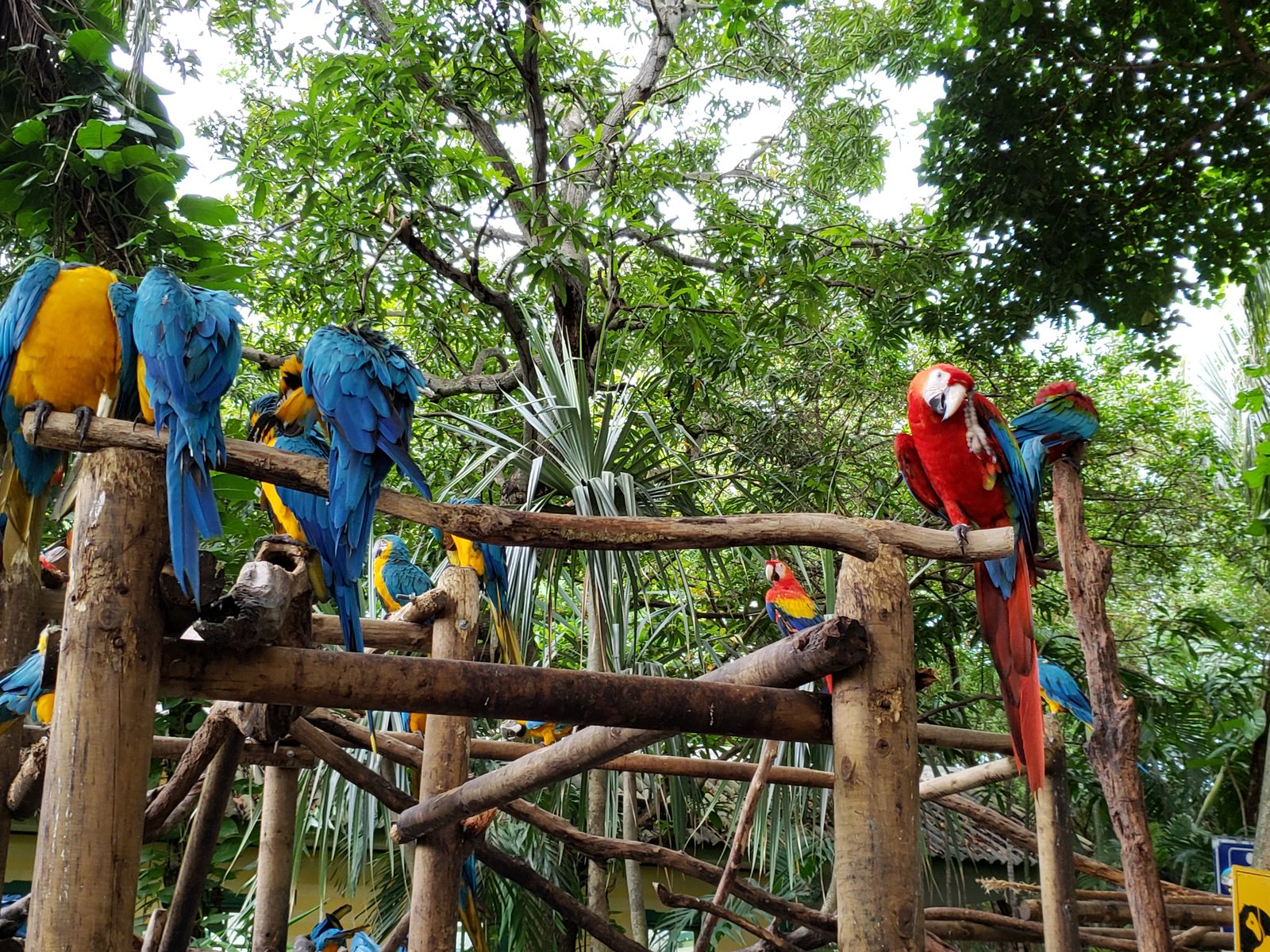 Macaws at the garden near our hotel in Cartagena
