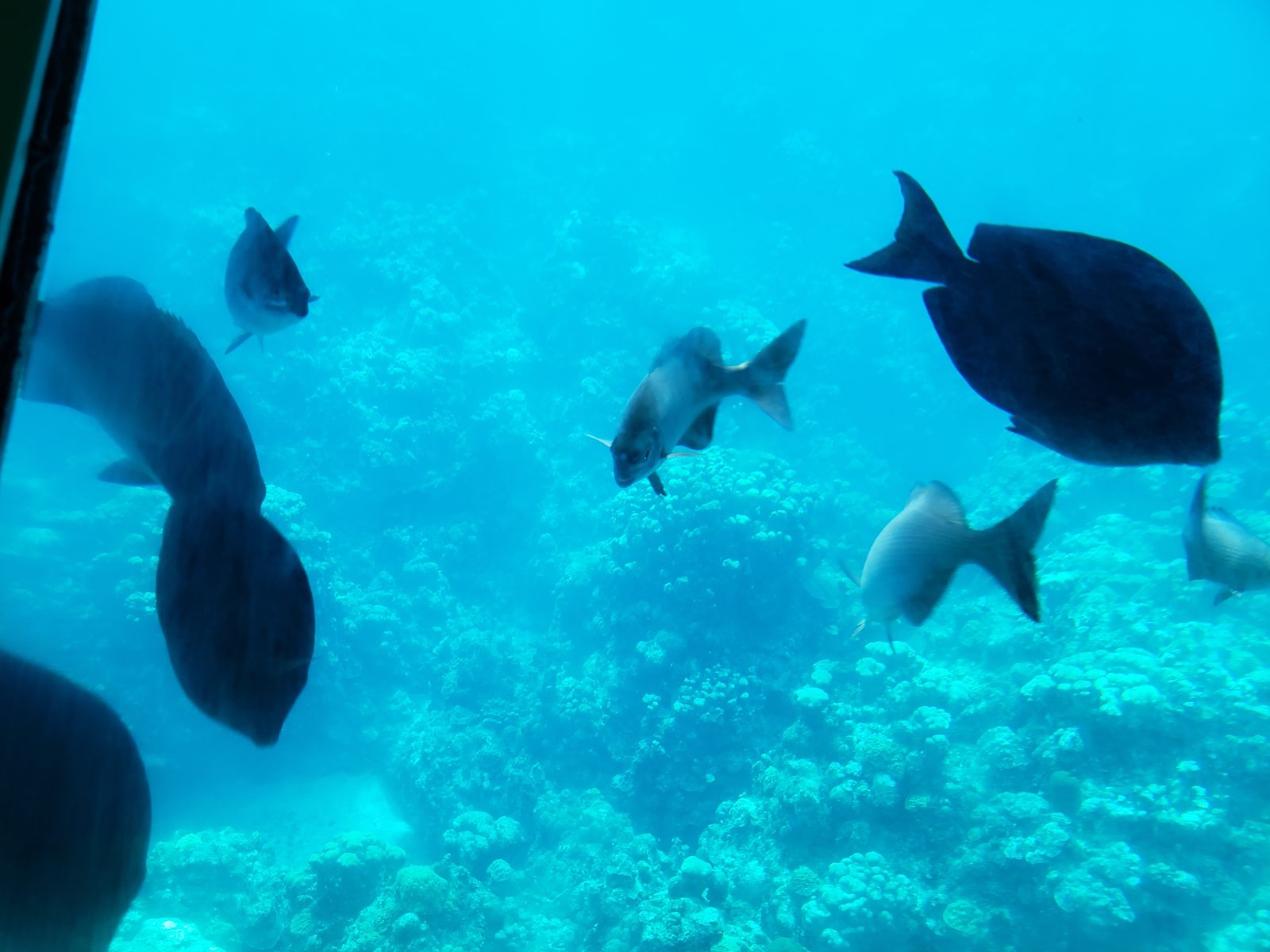 Fish outside the observatory sub in Grand Cayman
