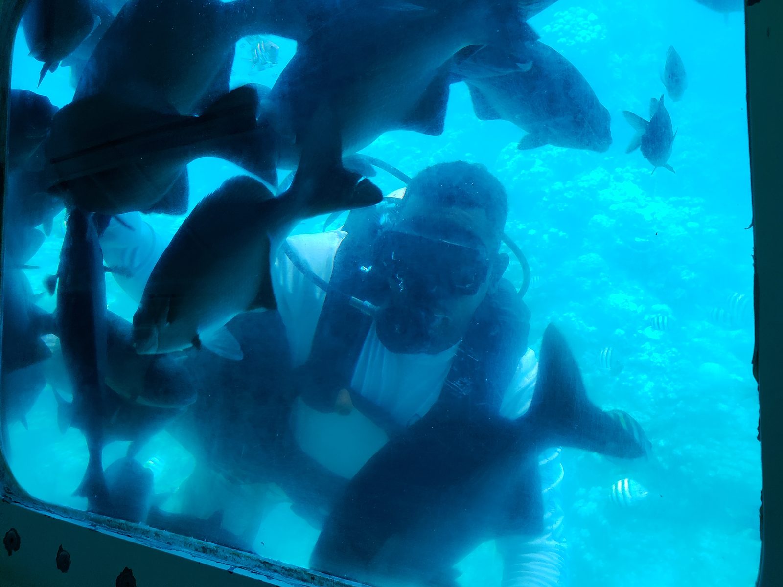 A diver feeds fish outside our window