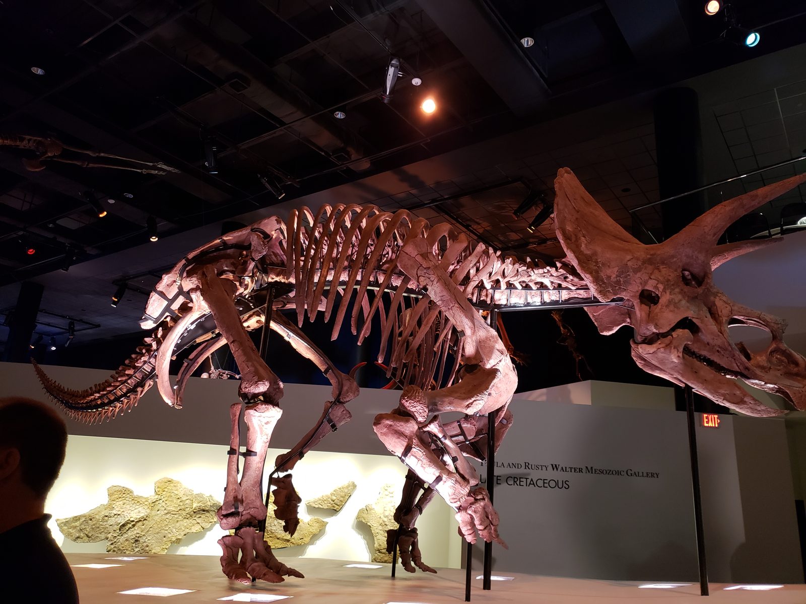 A dinosaur skeleton at the Houston Museum of Natural Science