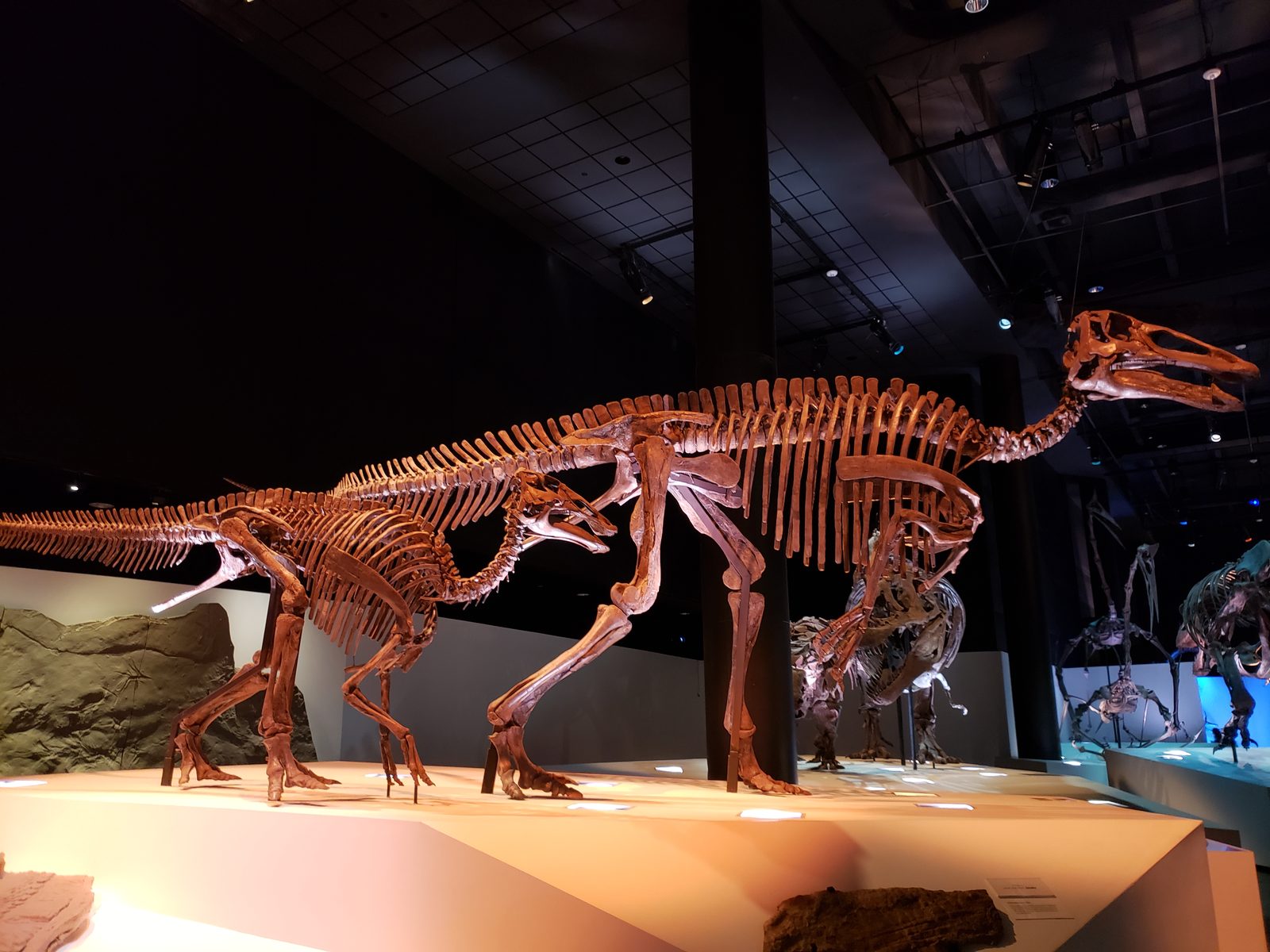 Dinosaur skeletons in the natural science hall