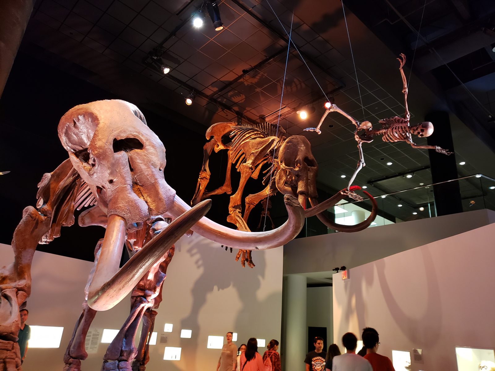 Houston Museum of Natural Science, TX