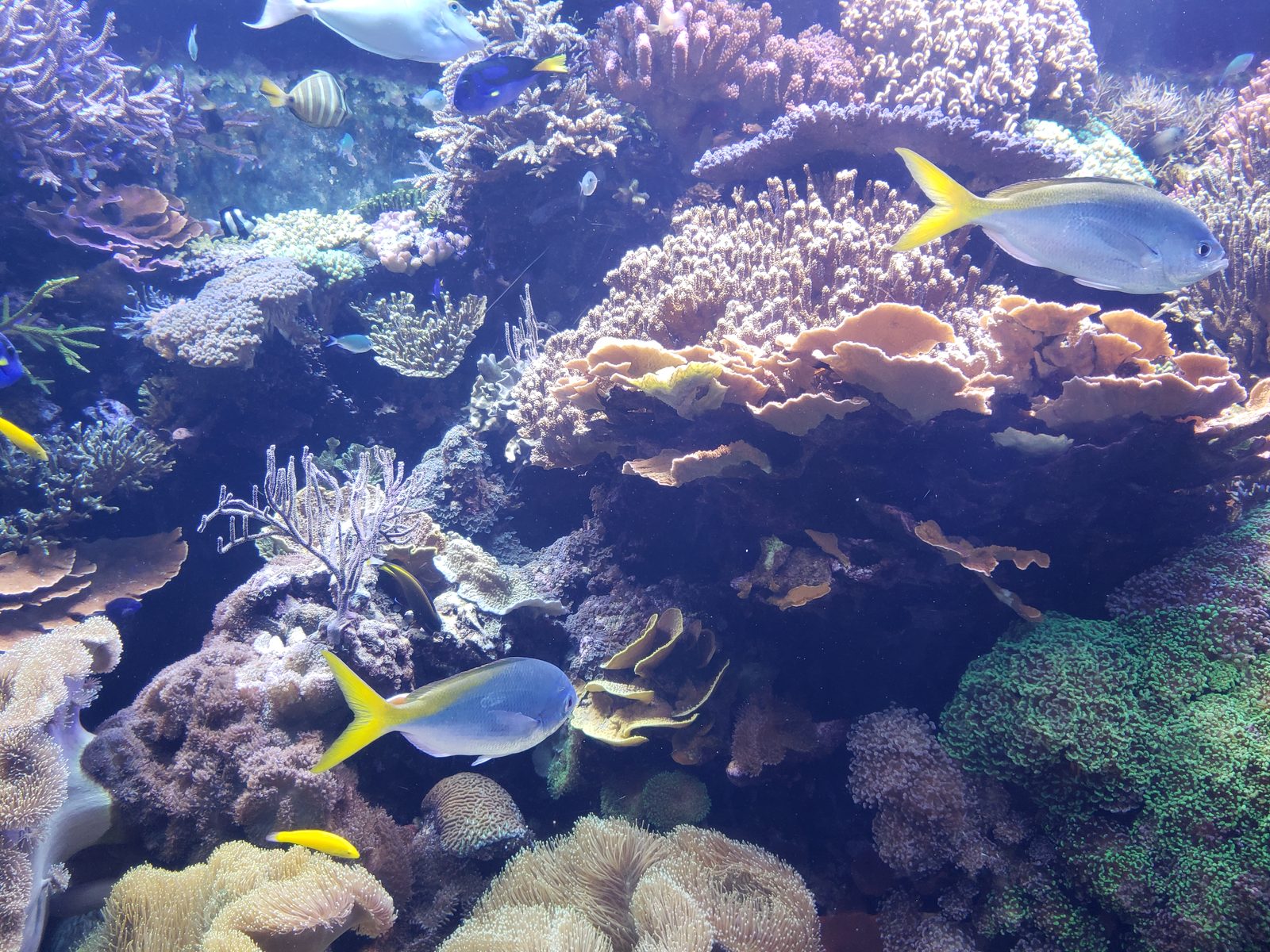 The reef tank at the Downtown Aquarium in Houston
