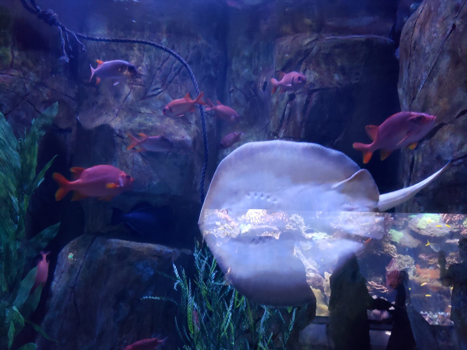 A stingray at the Downtown Aquarium