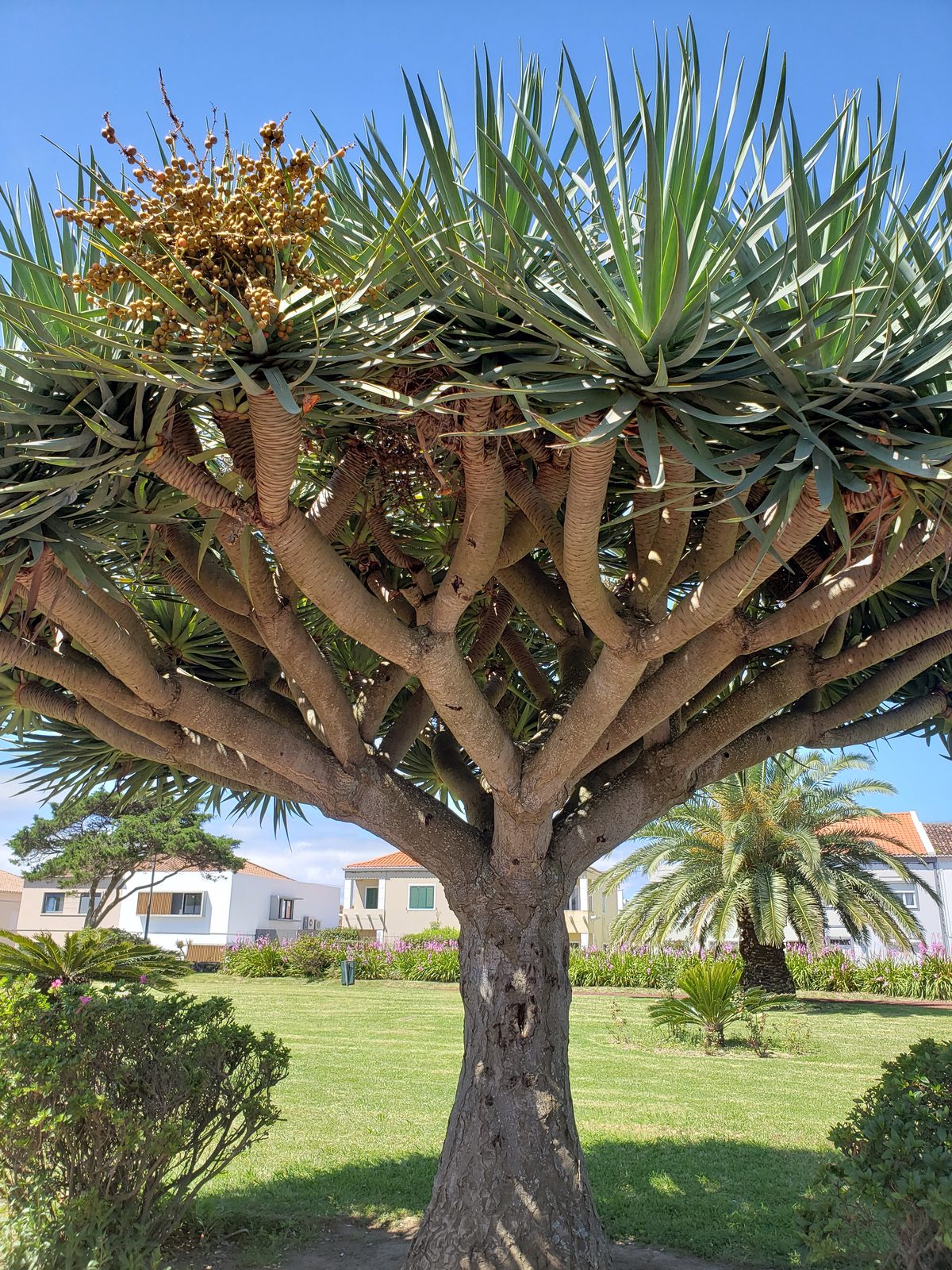 Antonio Borges Garden in Ponta Delgada