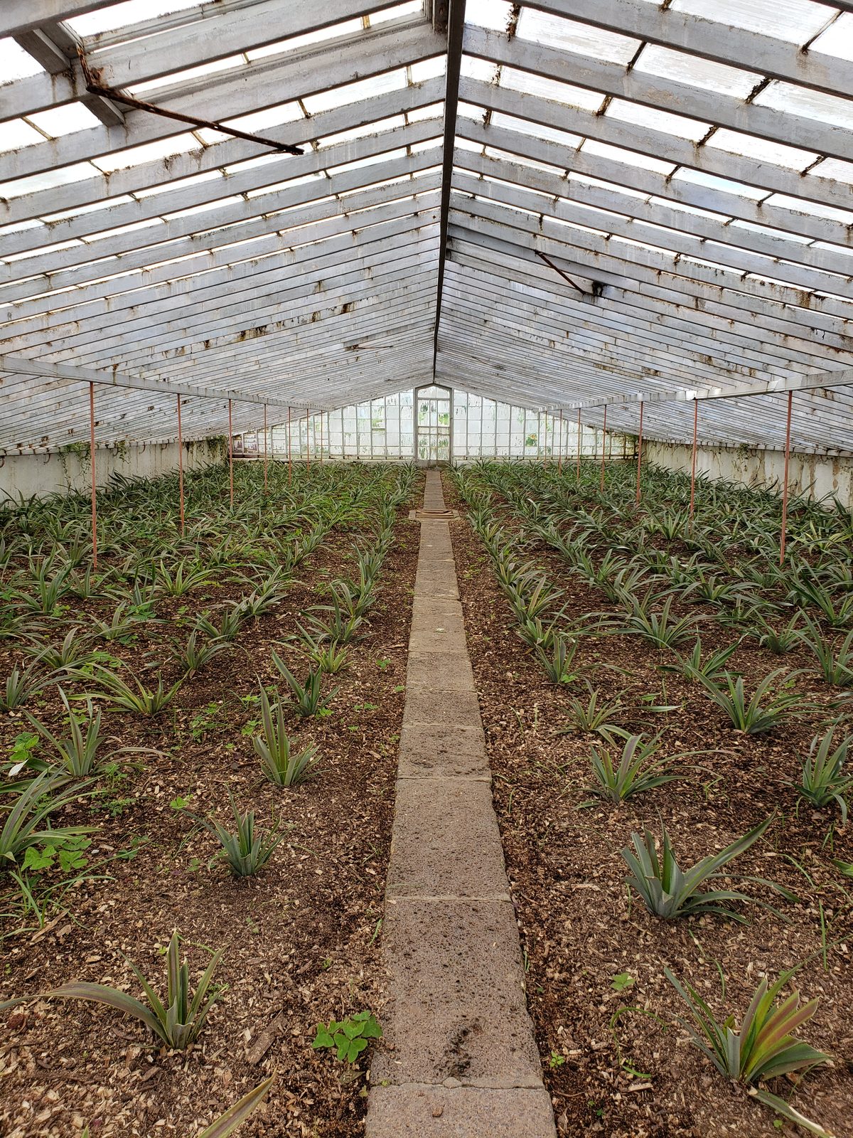 Pineapples ripening in the greenhouse