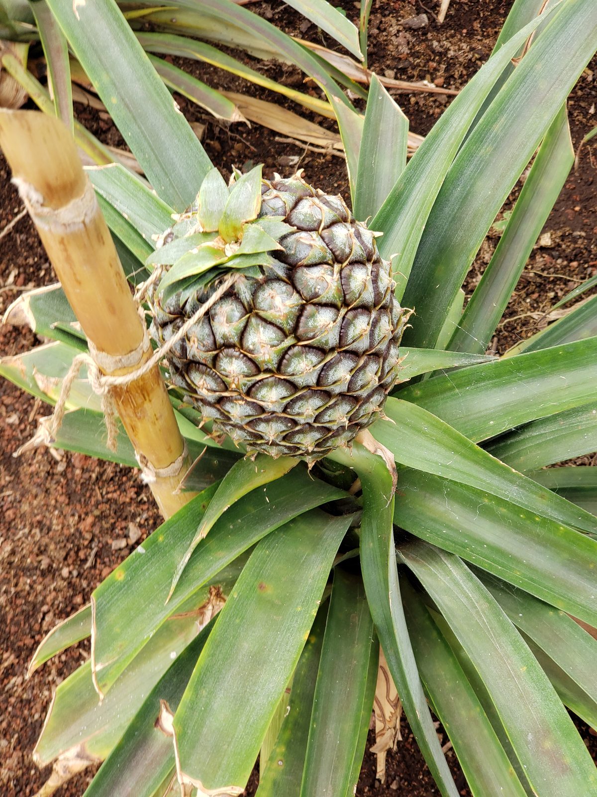 Augusto Arruda Pineapple Plantation, Azores