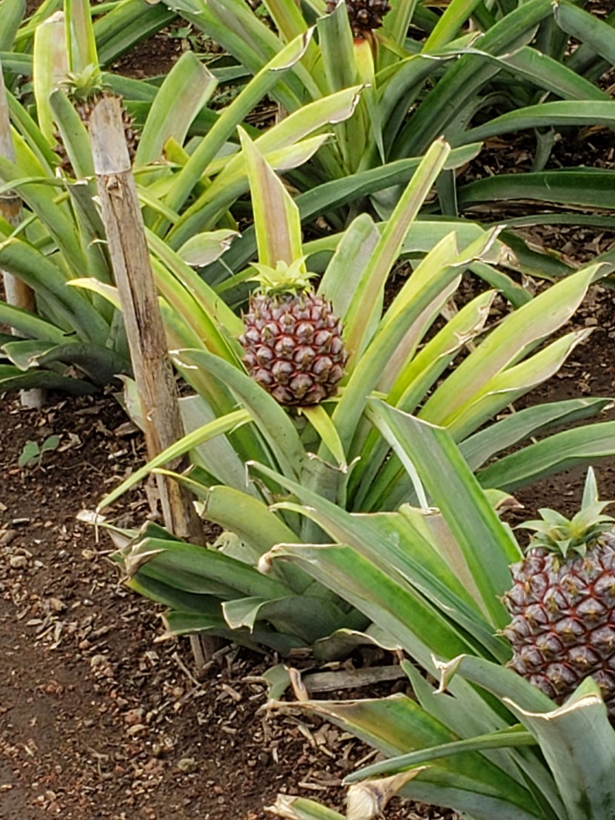 Pineapples growing at the Arruda plantation
