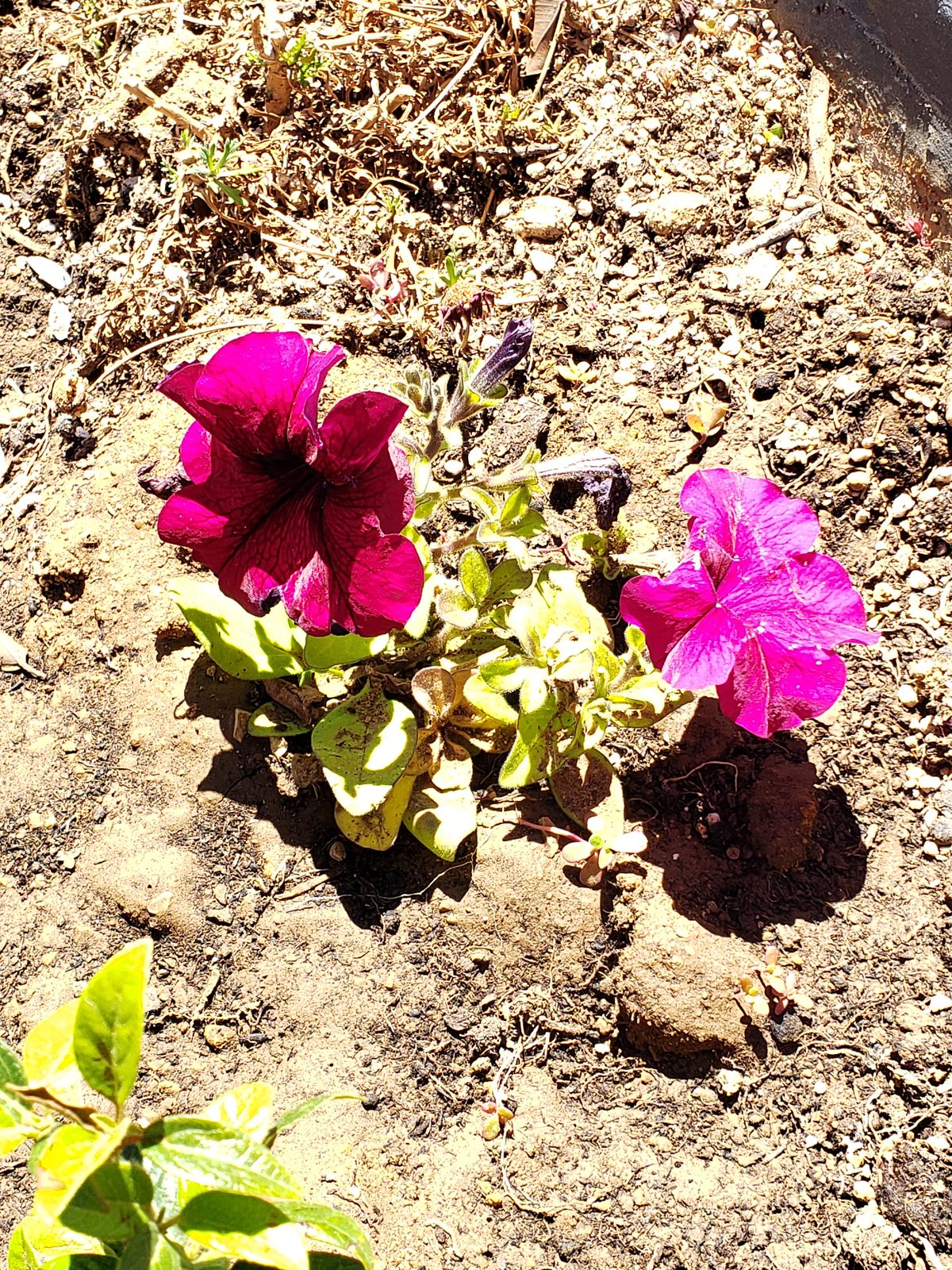 Thomas photographs petunias by a wall