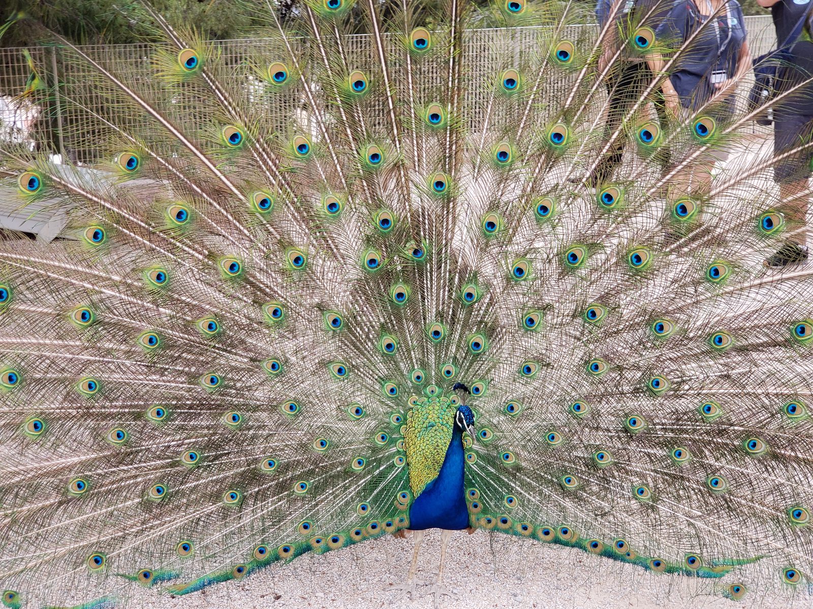 A peacock in full display at the castle