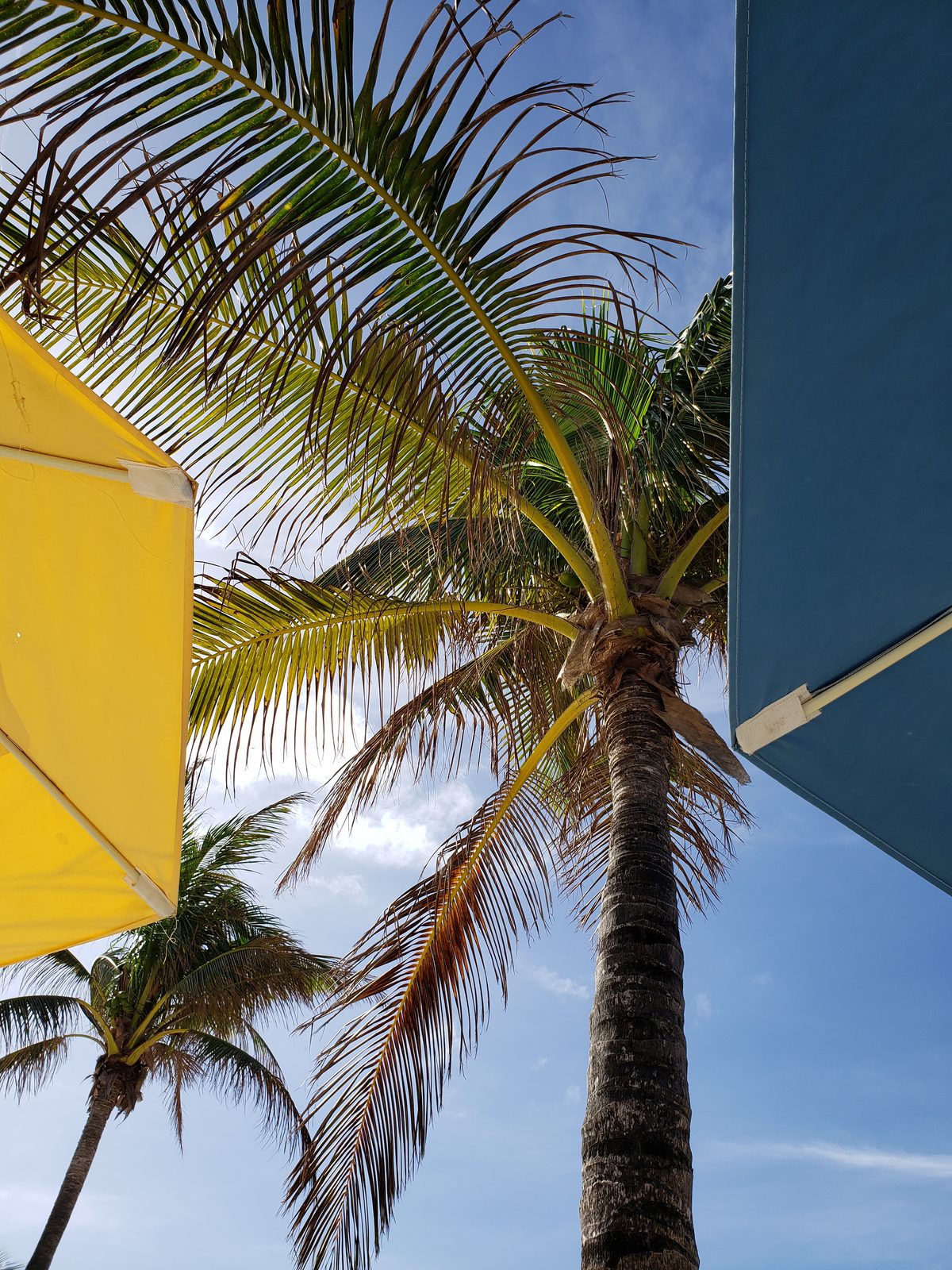 Palm tree between two umbrellas at Castaway Cay