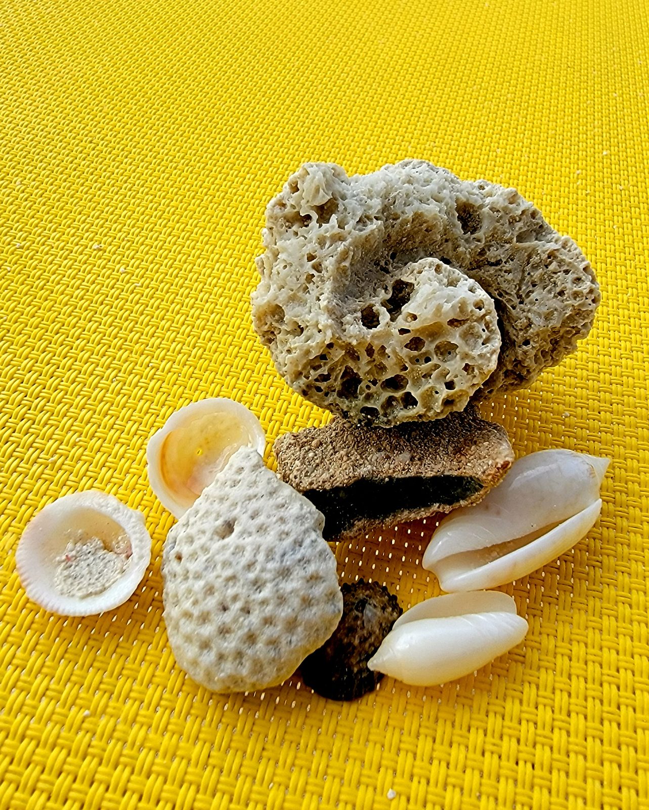 Shells and coral collected from the beach