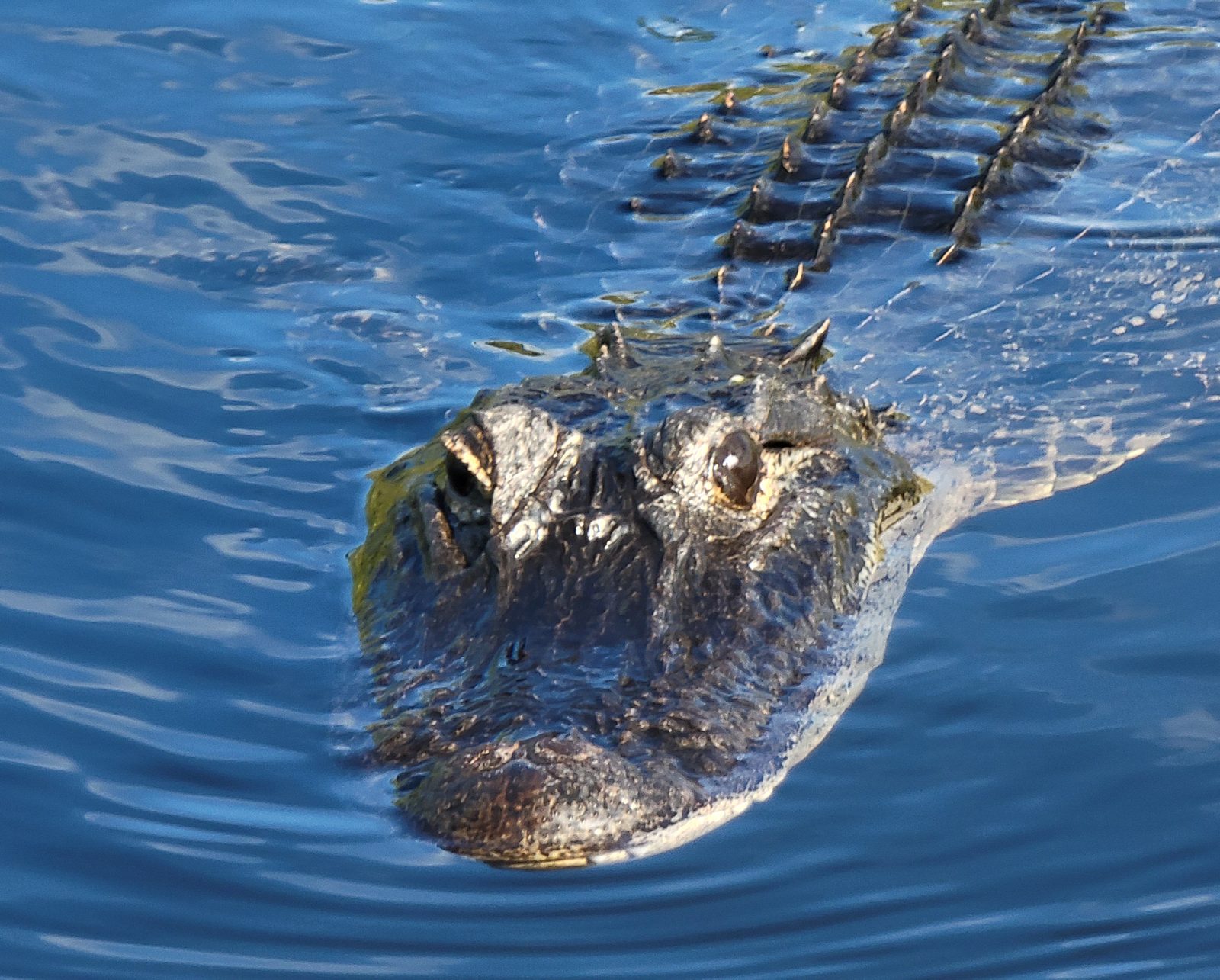 An alligator surfaces right beside us
