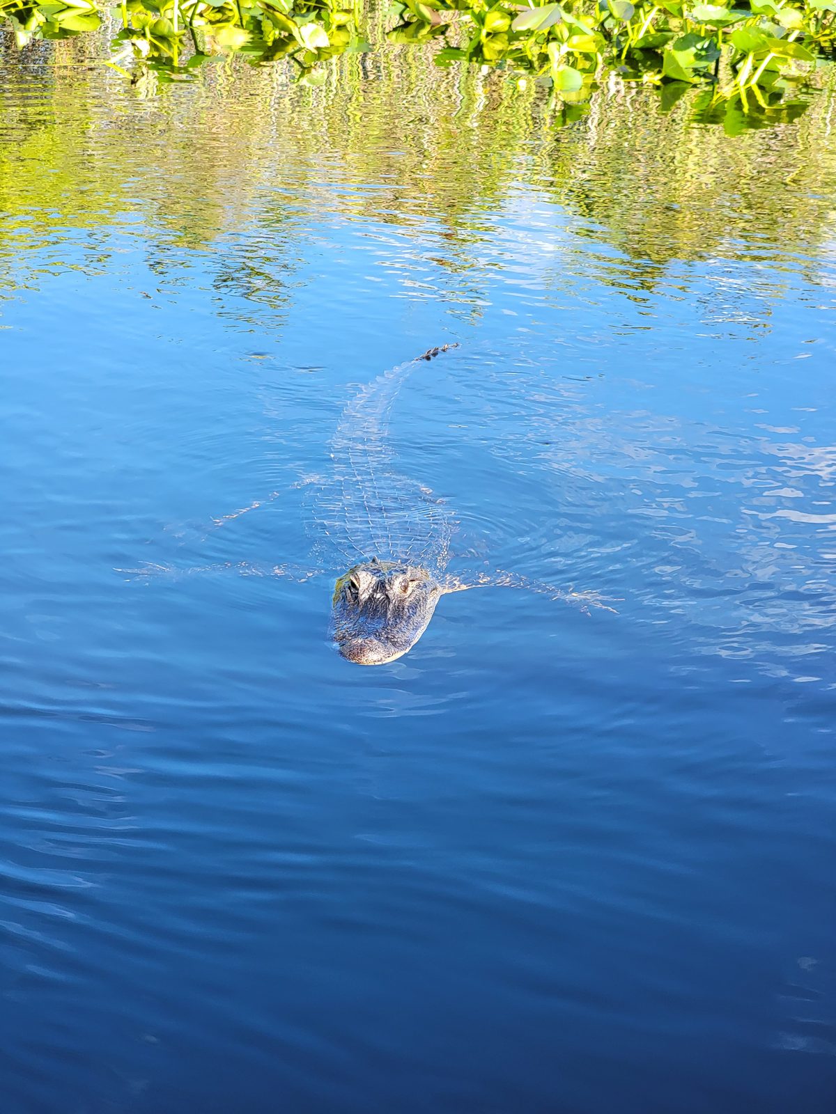 An alligator from the airboat in the Everglades