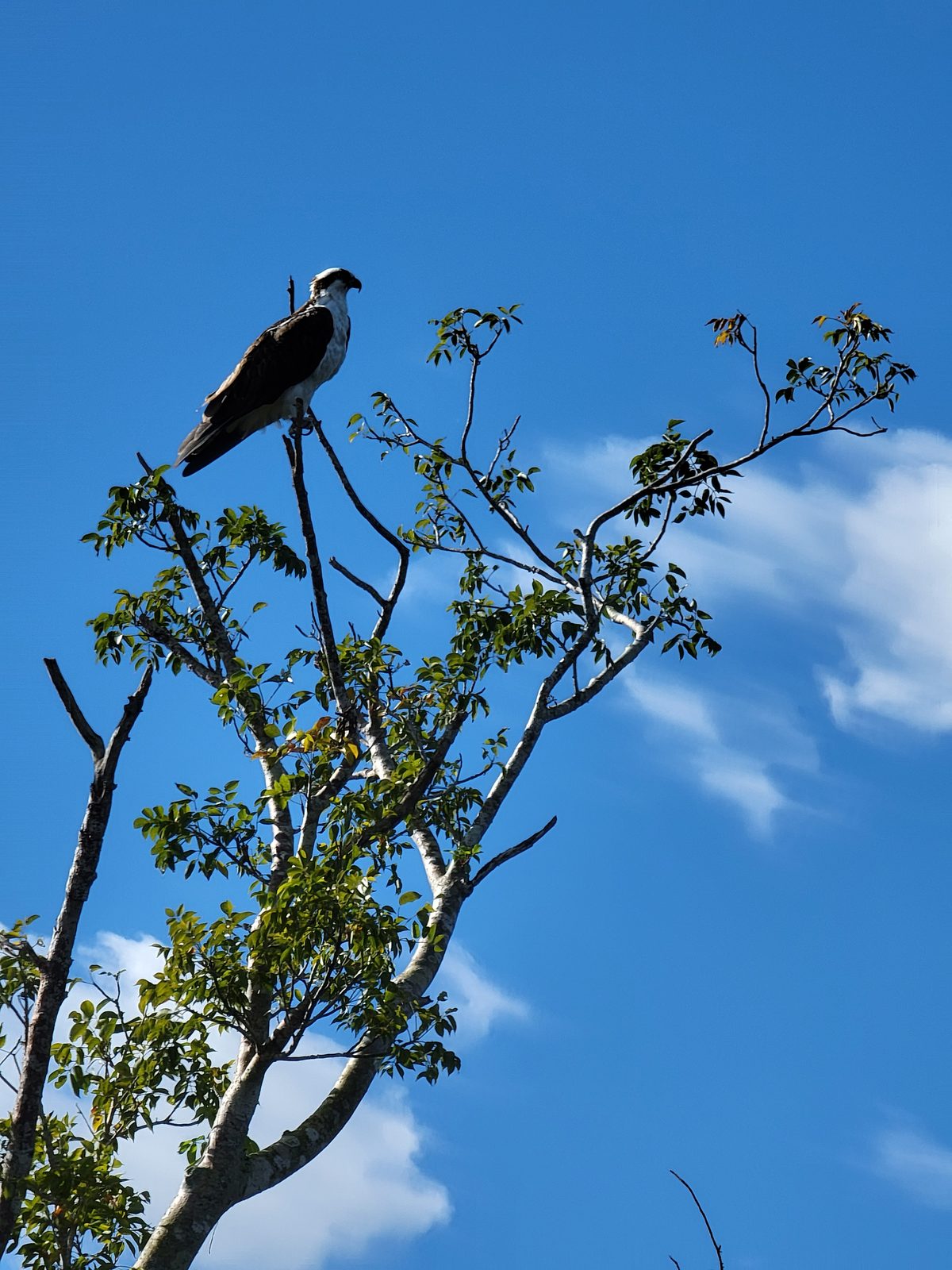 A bird of prey watching over the marsh