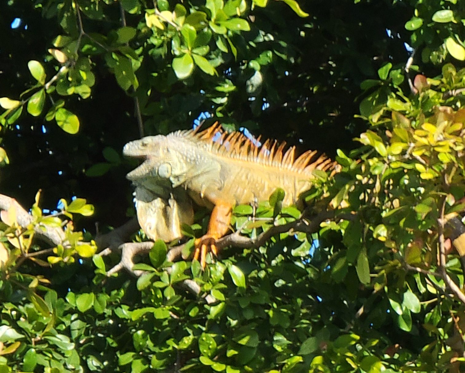 An iguana sunning in the branches