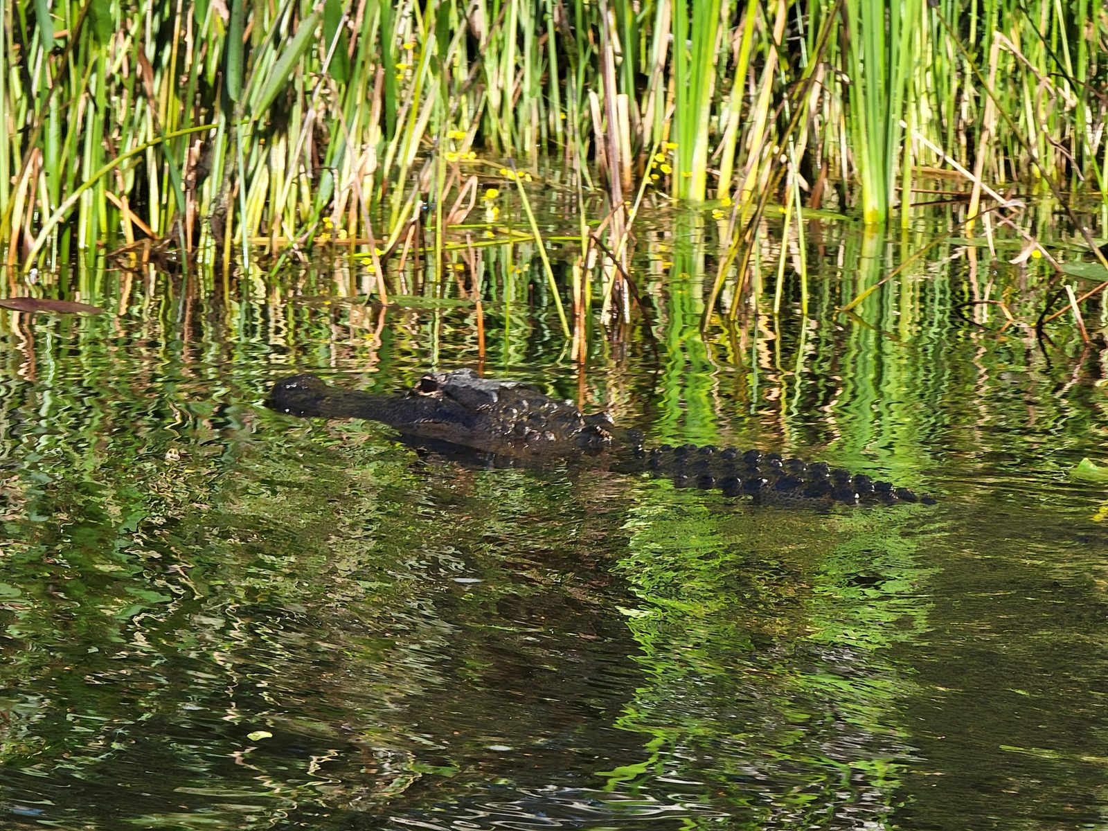 An alligator in the reeds from the airboat