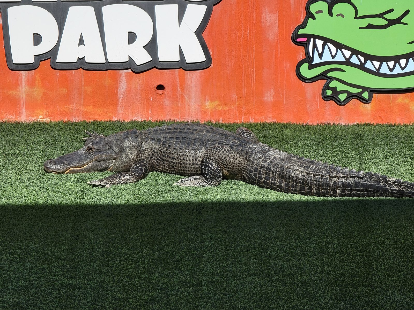 A gator at Everglades Holiday Park