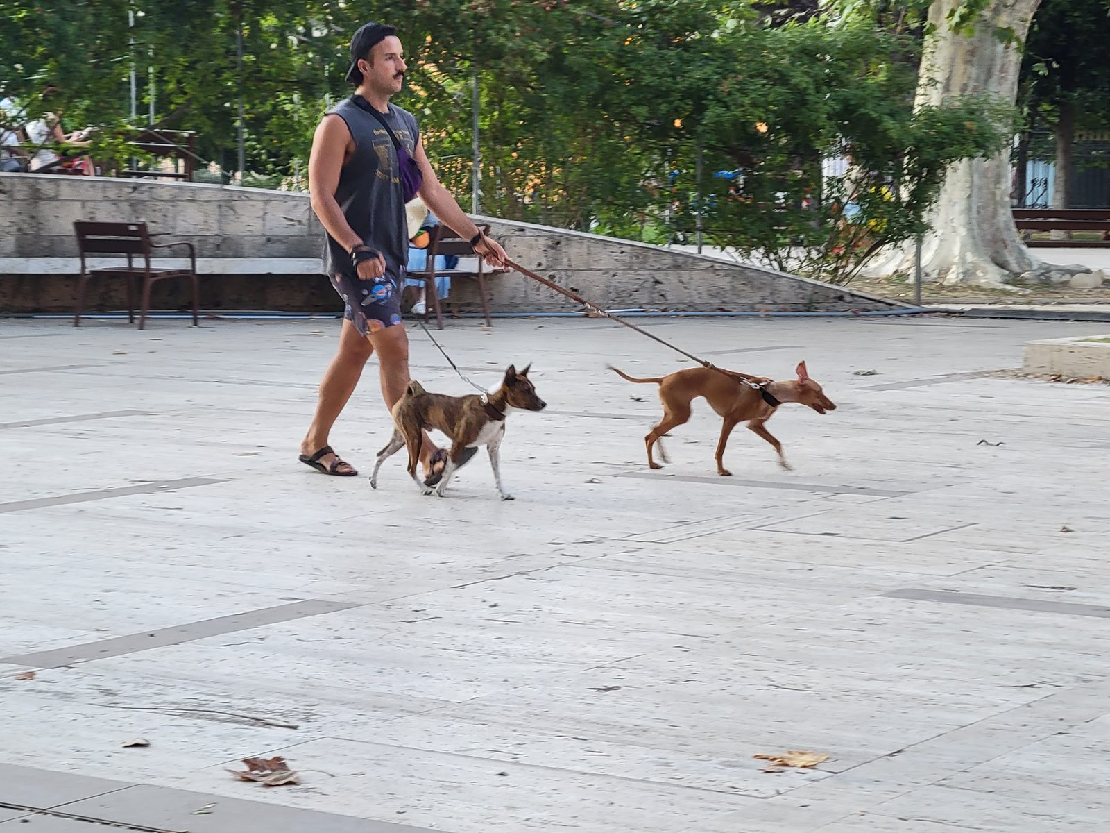 A dog walker crosses the piazza