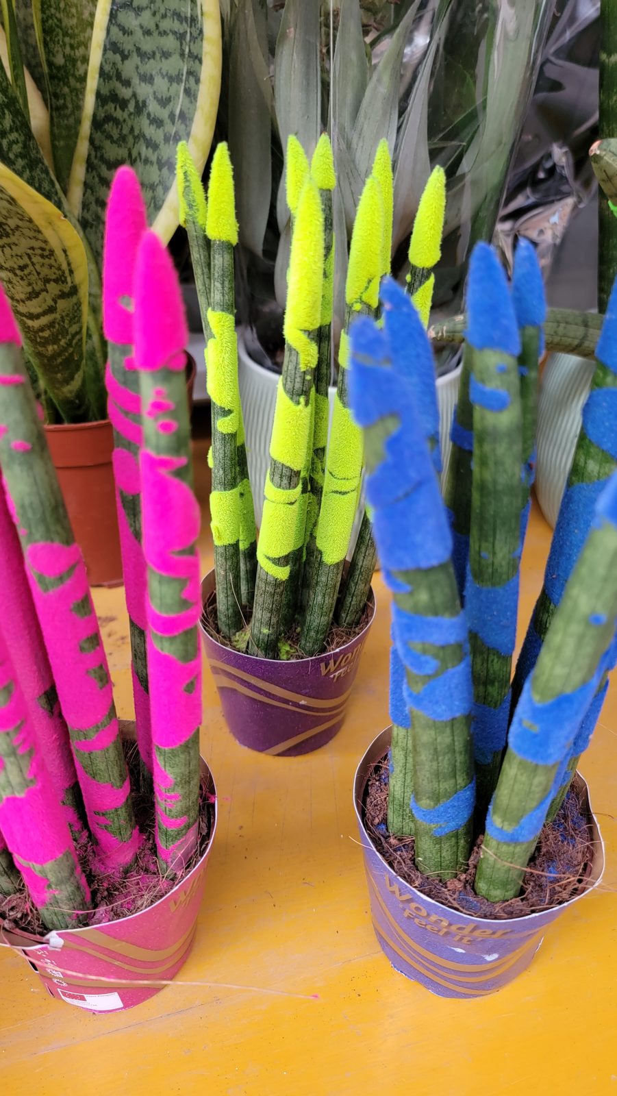 Painted plants on the walk back to the Napoleon