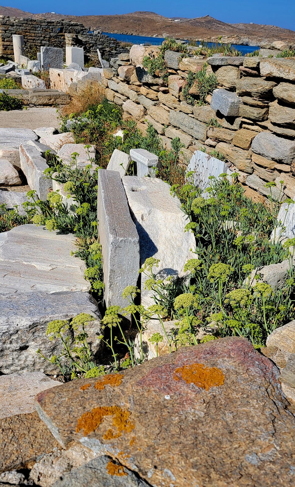 Wildflowers among the ruins on Delos