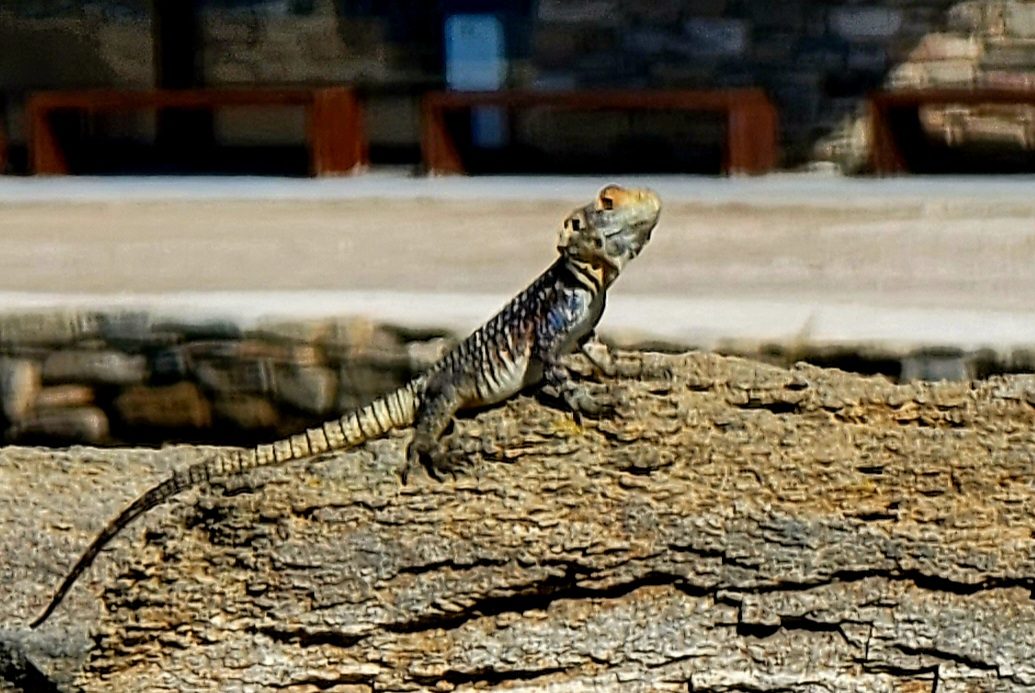 A lizard suns itself on Delos