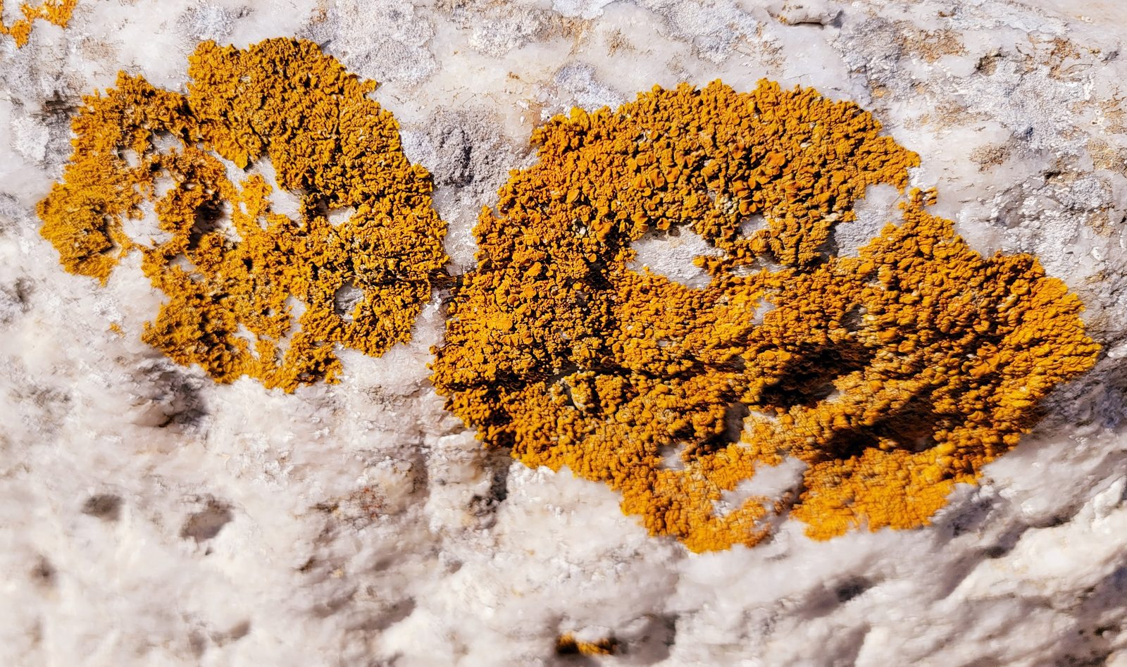 Orange lichen on a rock on Delos