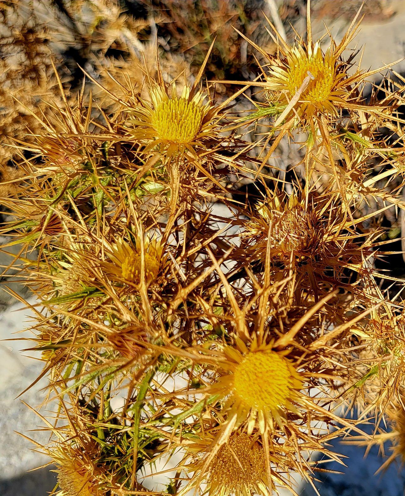 Thistles on Delos
