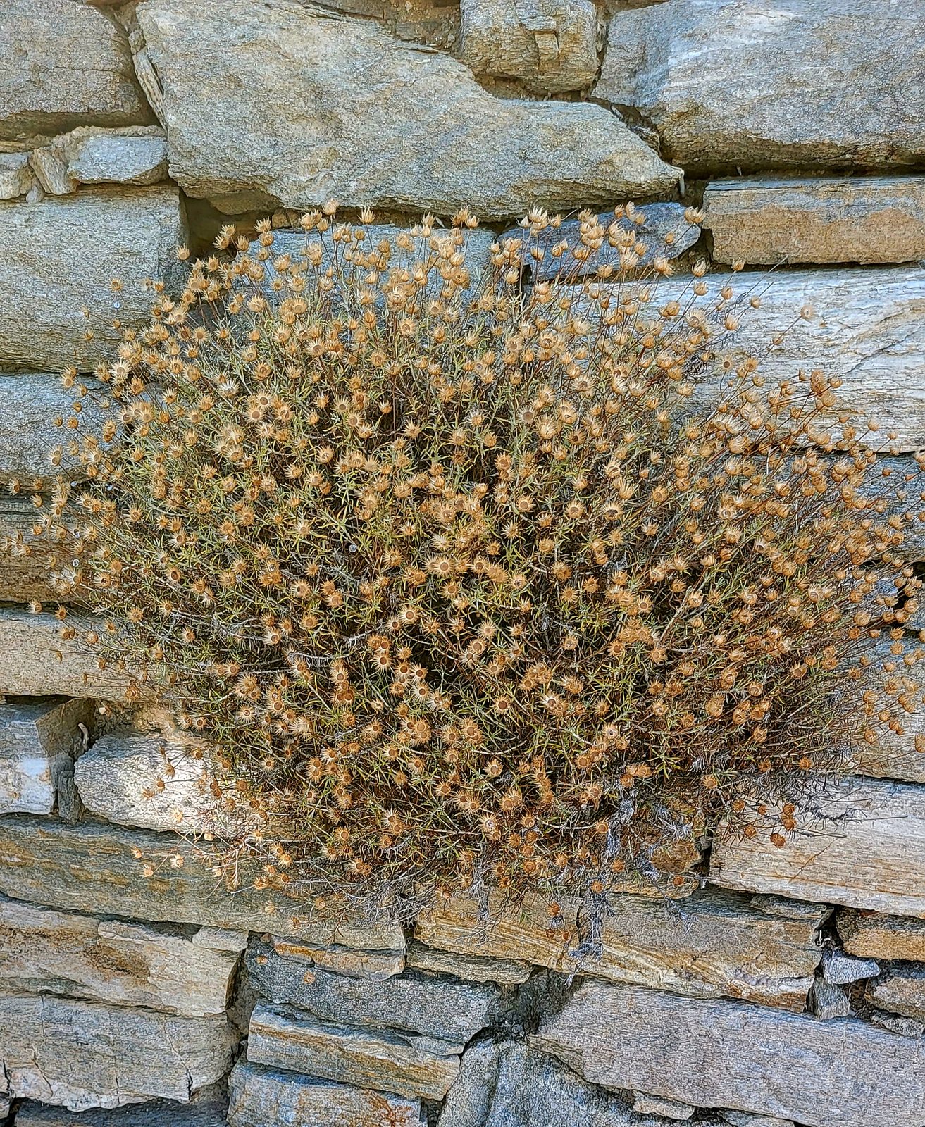 A dry shrub growing out of a stone wall on Delos