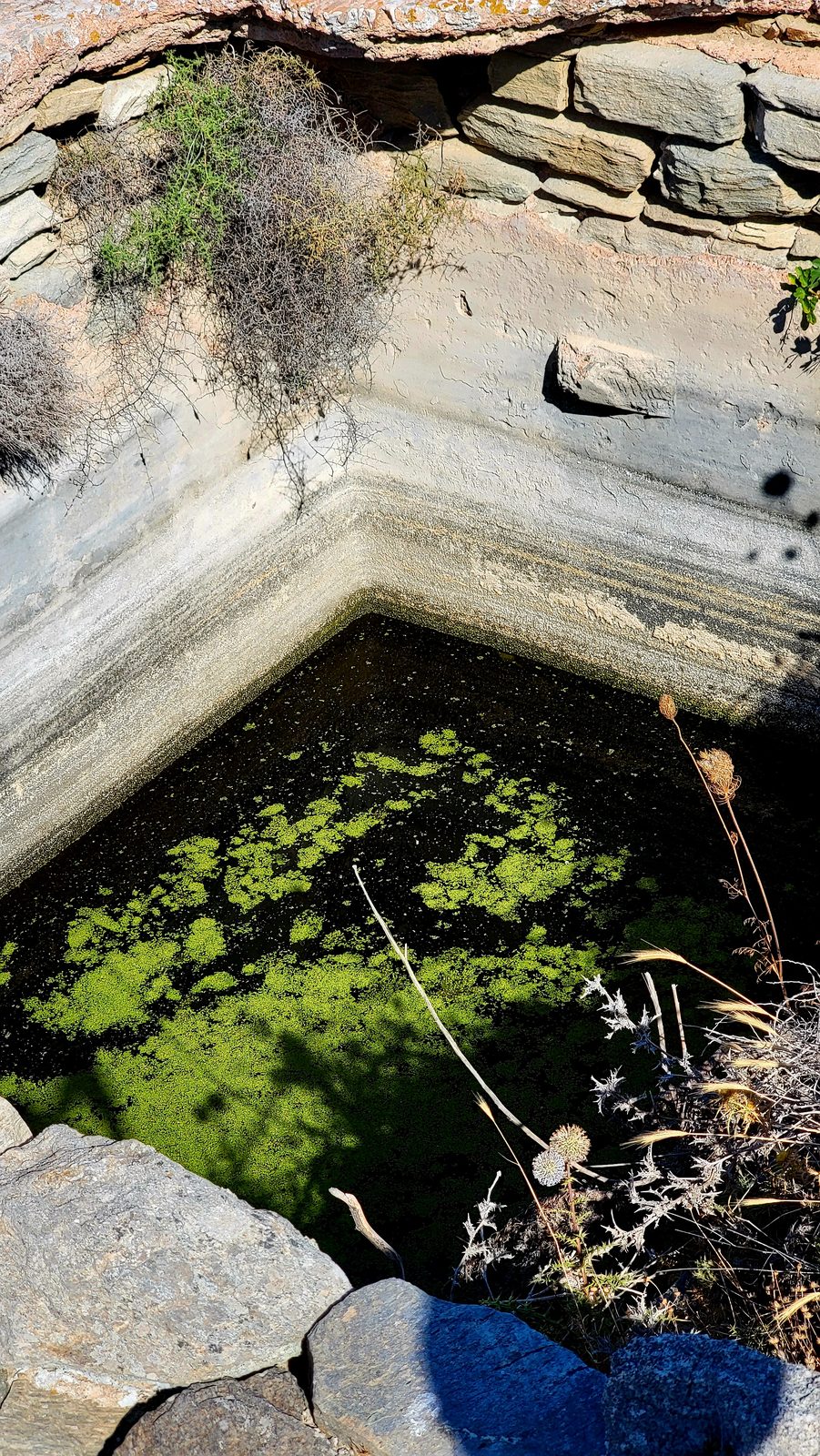A stone basin full of green water on Delos