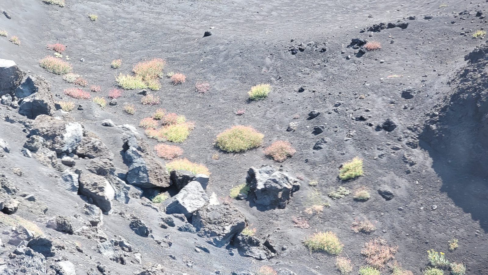 Plants growing on the lava slopes of Etna