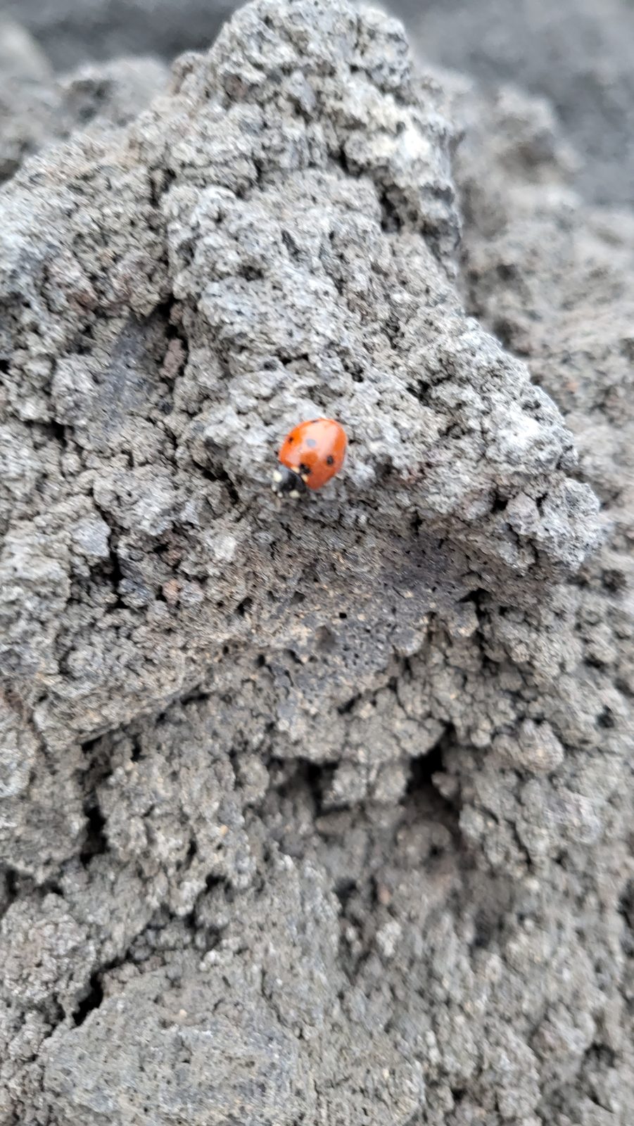 A ladybug on the lava rock