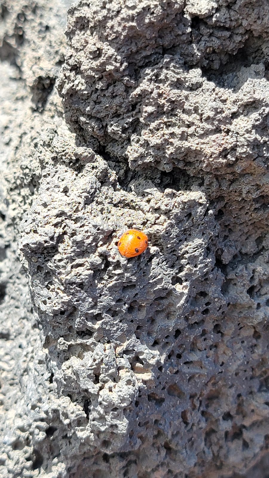 The ladybug Thomas found on Etna's lava