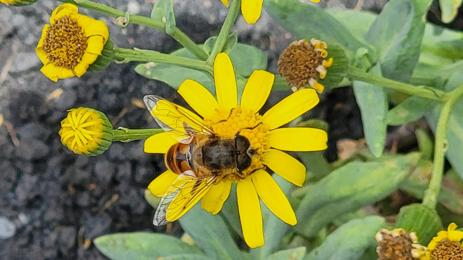 A bee working the wildflowers on the volcano