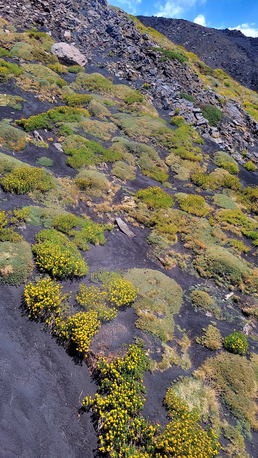 Yellow wildflowers growing out of the lava on Etna