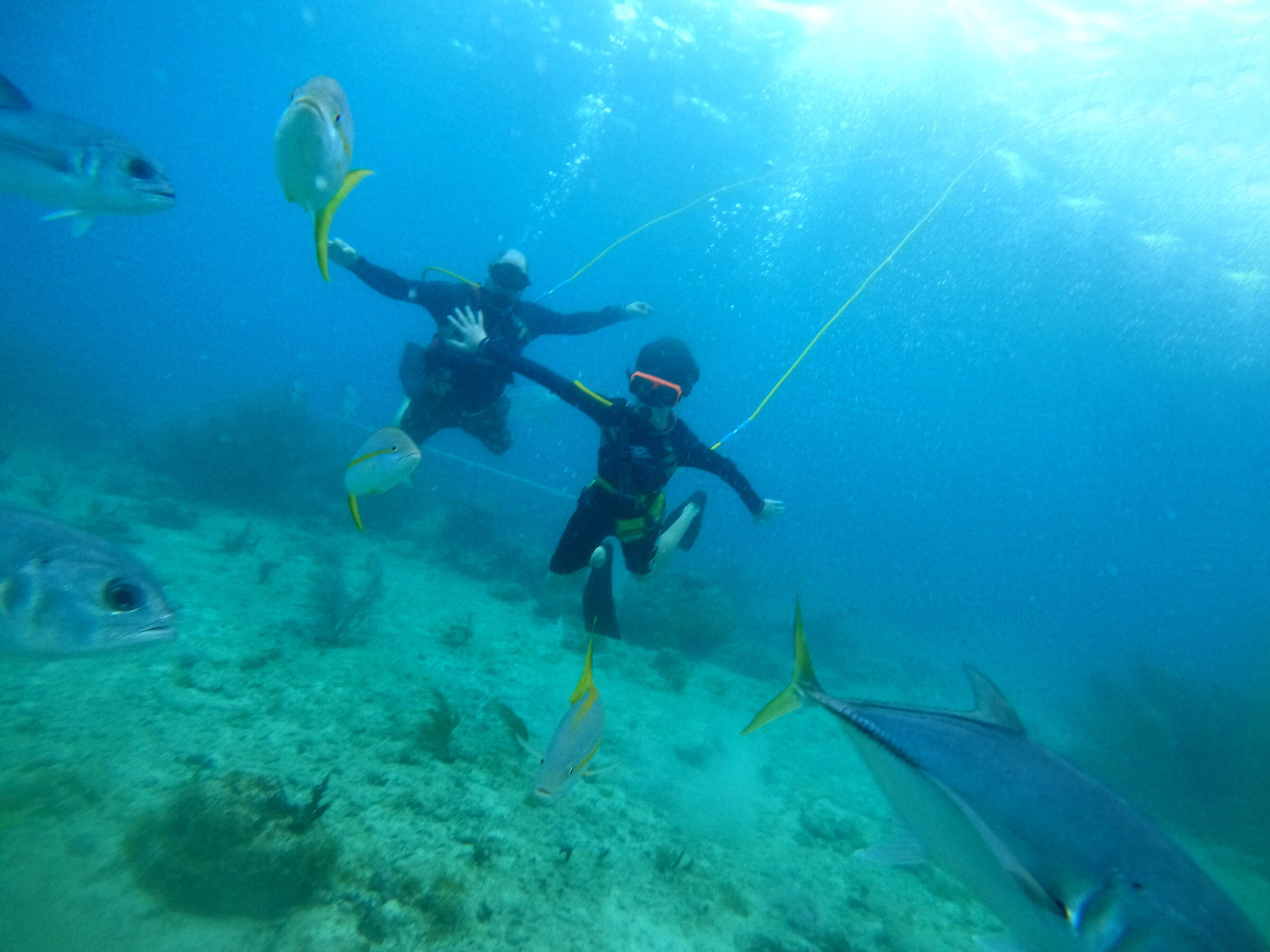 SNUBA diving with jacks off Coki Point