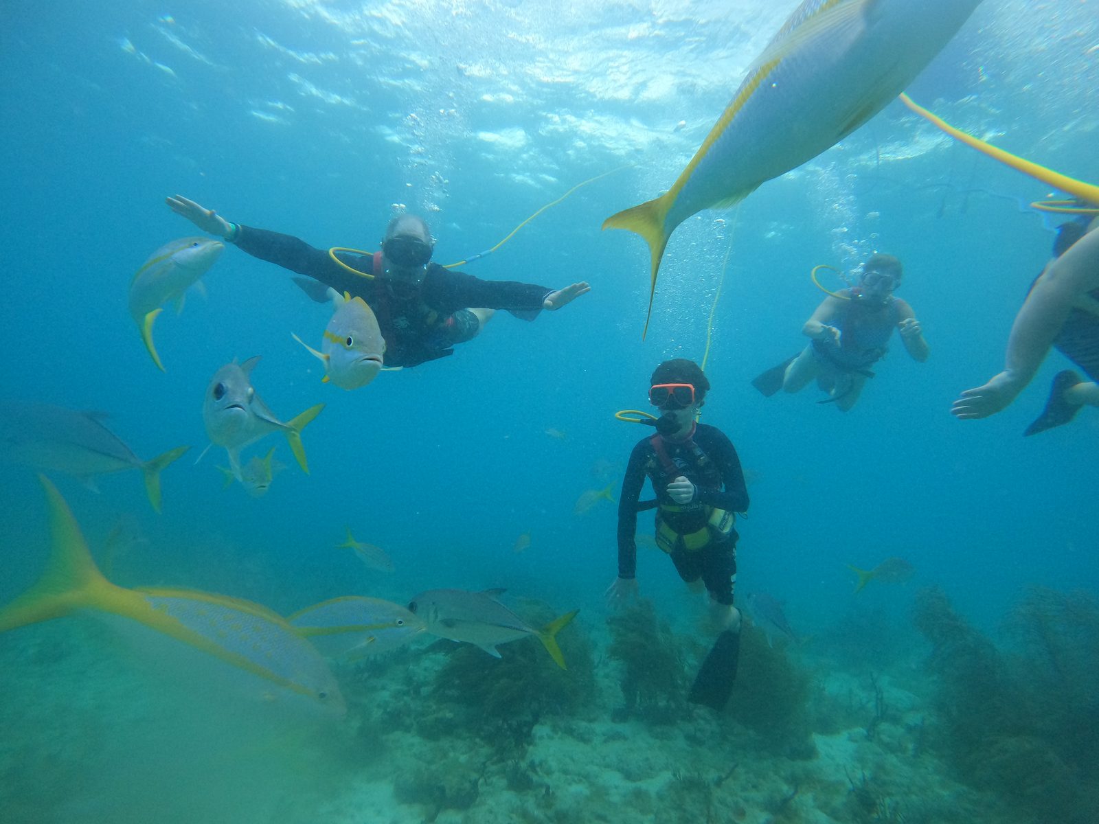 Jacks all around us at Coral World