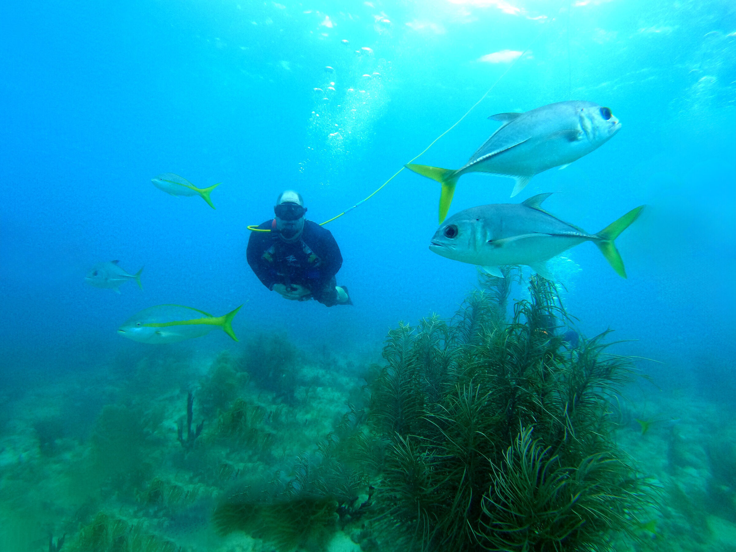 A jack cruises past on the dive