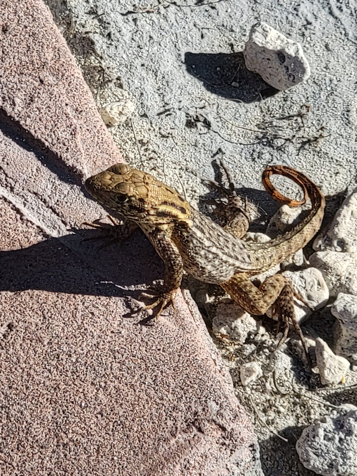 A curious lizard sunning itself on Castaway Cay