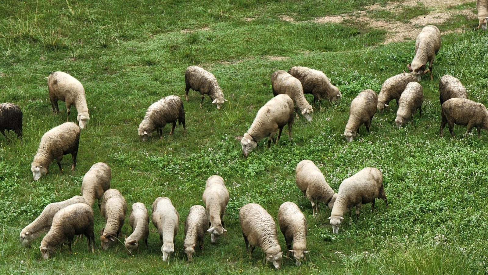 Sheep grazing on the Valença ramparts