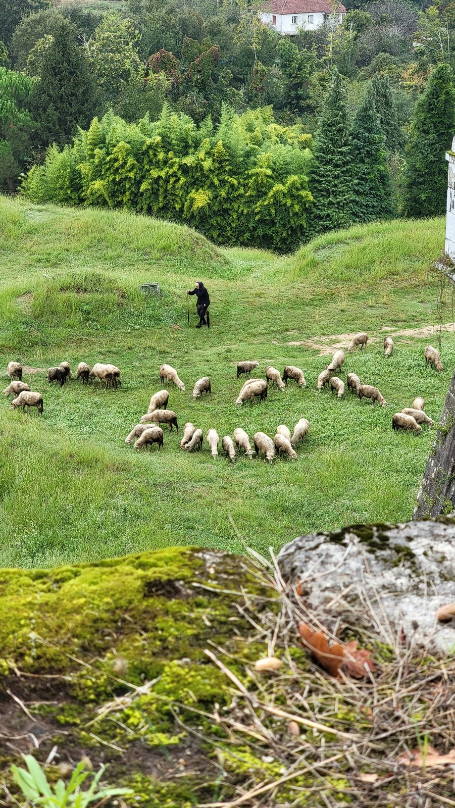 Sheep grazing below the fortress walls in Valença