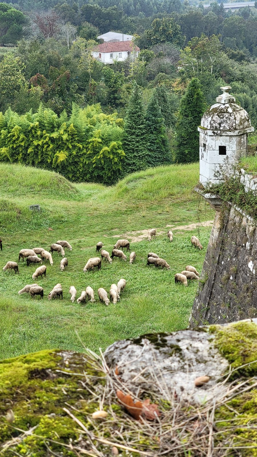 Sheep and an old stone sentry tower in Valença