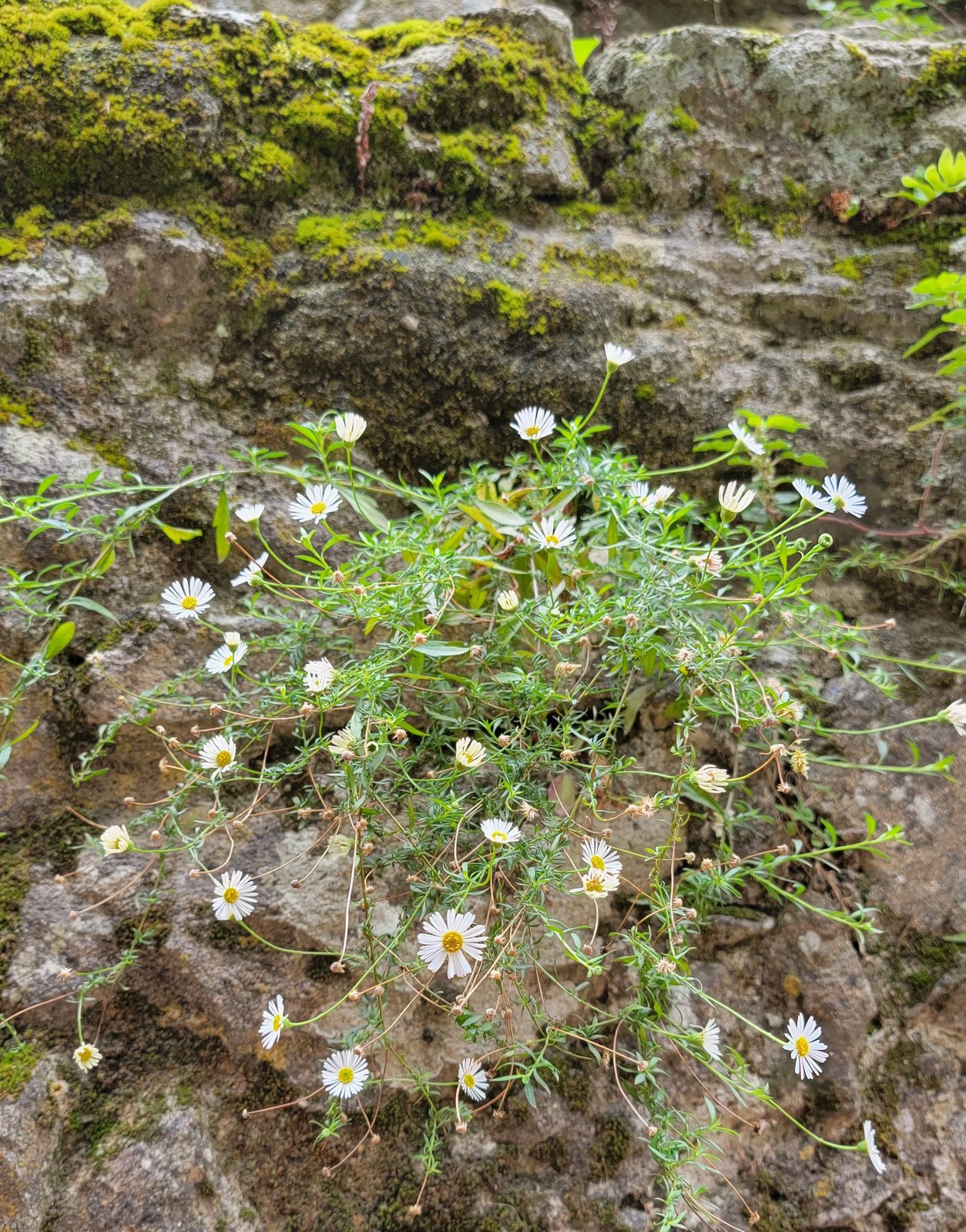 Wildflowers growing in the fortress wall at Valença