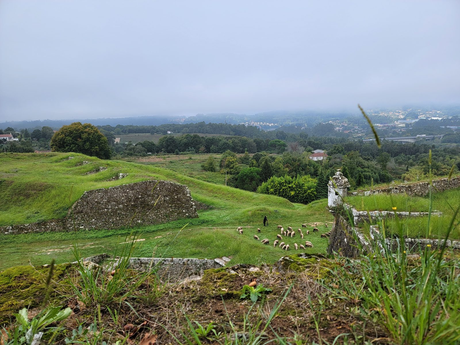 Sheep grazing on the fortress walls above Valença