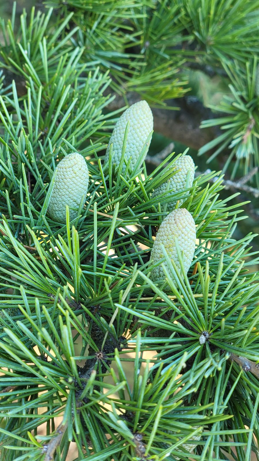 Pine cones at O Castro Park in Vigo
