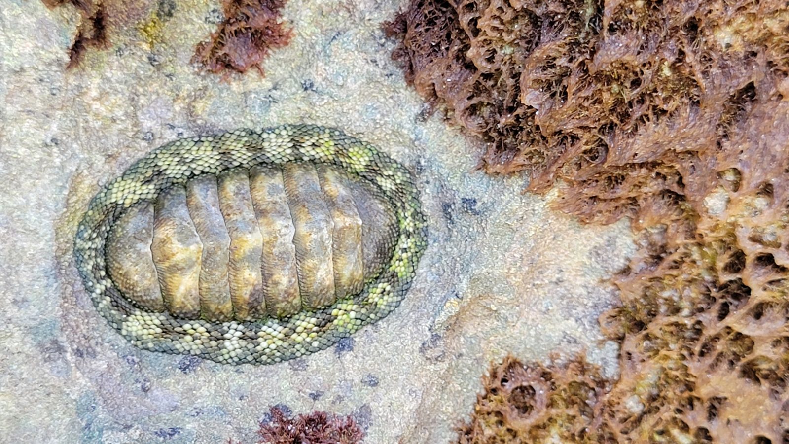 A chiton on the rocks at Horseshoe Bay